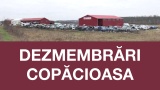 Dezmembrari Copacioasa