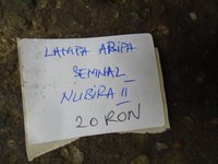 Lampa aripa semnal daewoo nubira 2